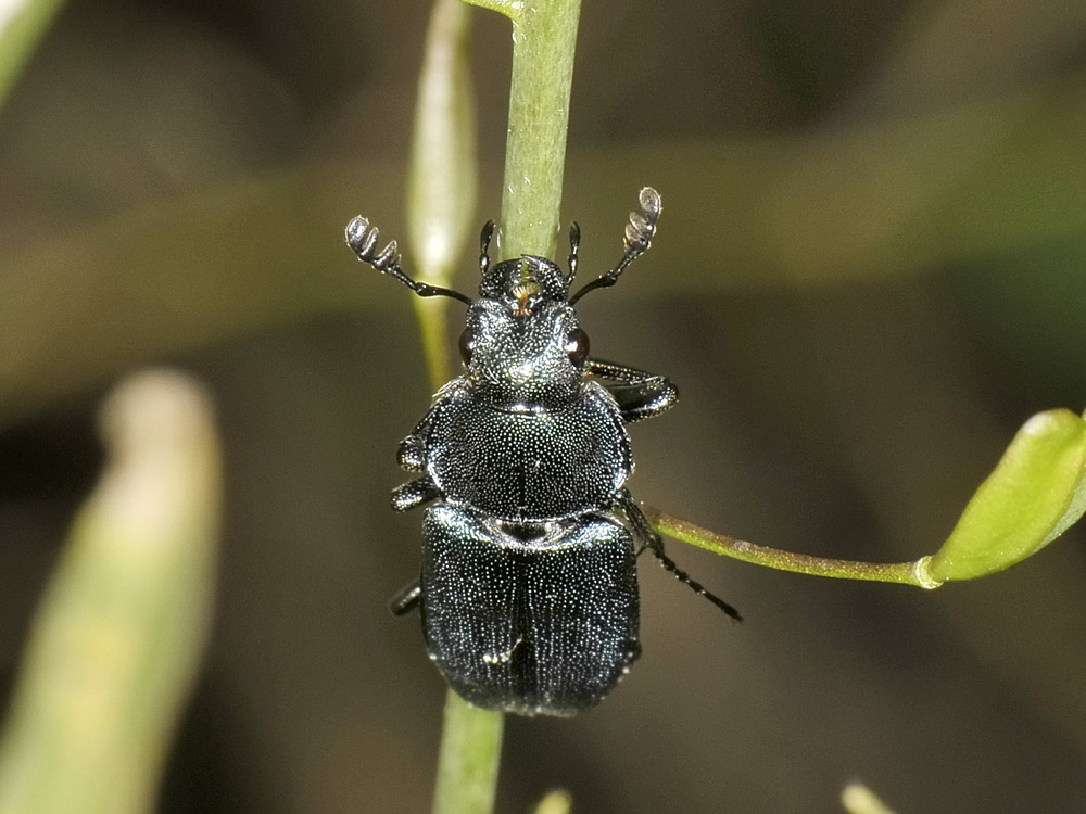 Platycerus caraboides, (Lucanidae)